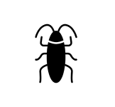 cockroach