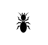 termite